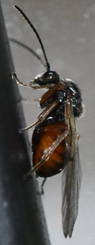 Andricus sp.